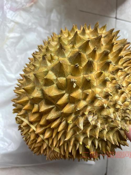 无臭榴莲横空出世，泰国地理标志认证榴莲惊艳全球