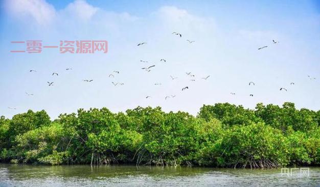 红树林生态揭秘：湿地生态系统的独特存在